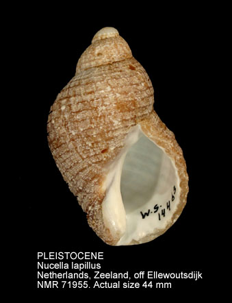 PLEISTOCENE Nucella lapillus.jpg - PLEISTOCENE Nucella lapillus (Linnaeus,1758)